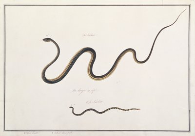 Painted Bronzeback with Banded Malayan Coral Snake, from Drawings of Animals, Insects and Reptiles from Malacca, c.1805-18 by Chinese School